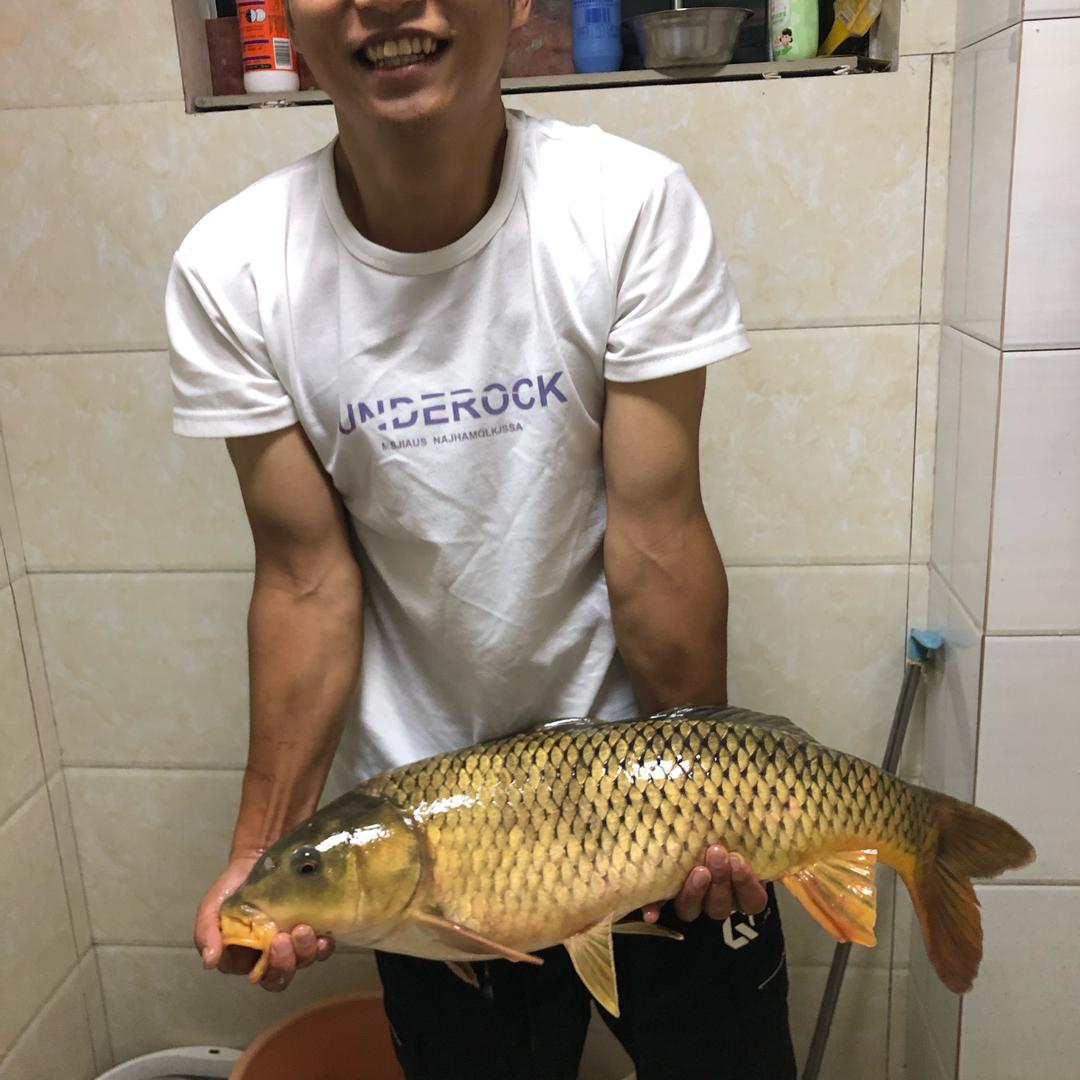 鱼摆摆