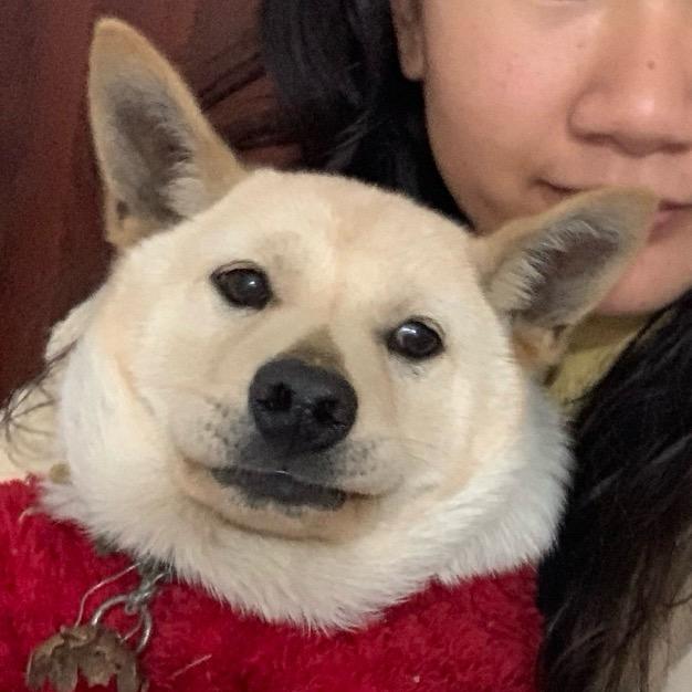 @梅子酱与嘟嘟🦮