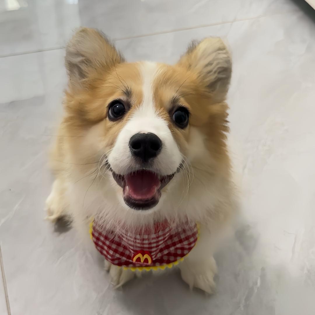 饼干是只小柯基