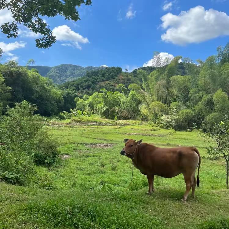 懒羊羊🐑～