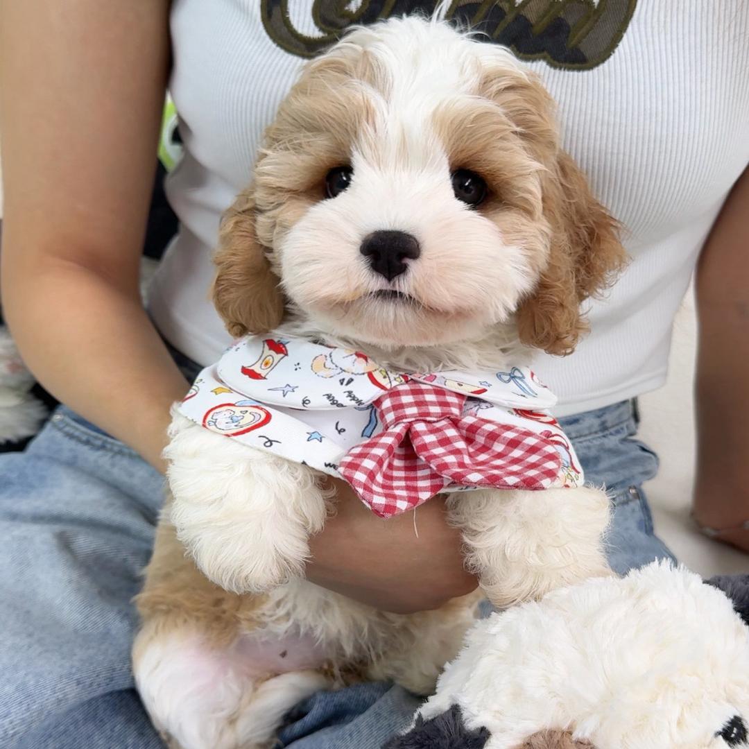 涵涵家可卡布💕