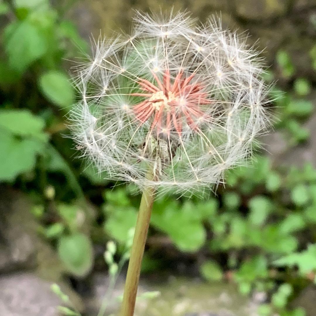 果然