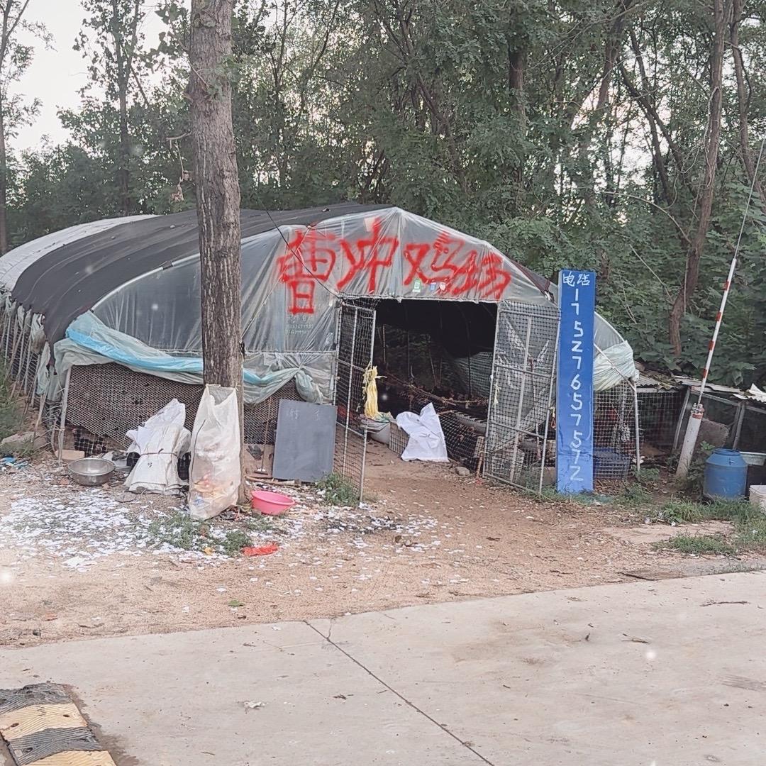 导航大河屯镇曹冲鸡场