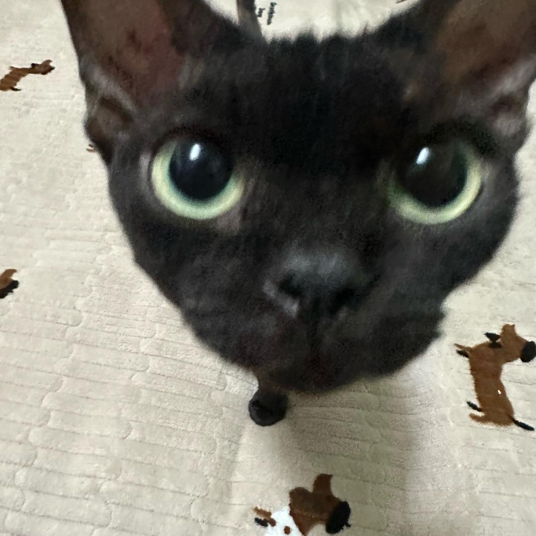 暴走小鱼🐟
