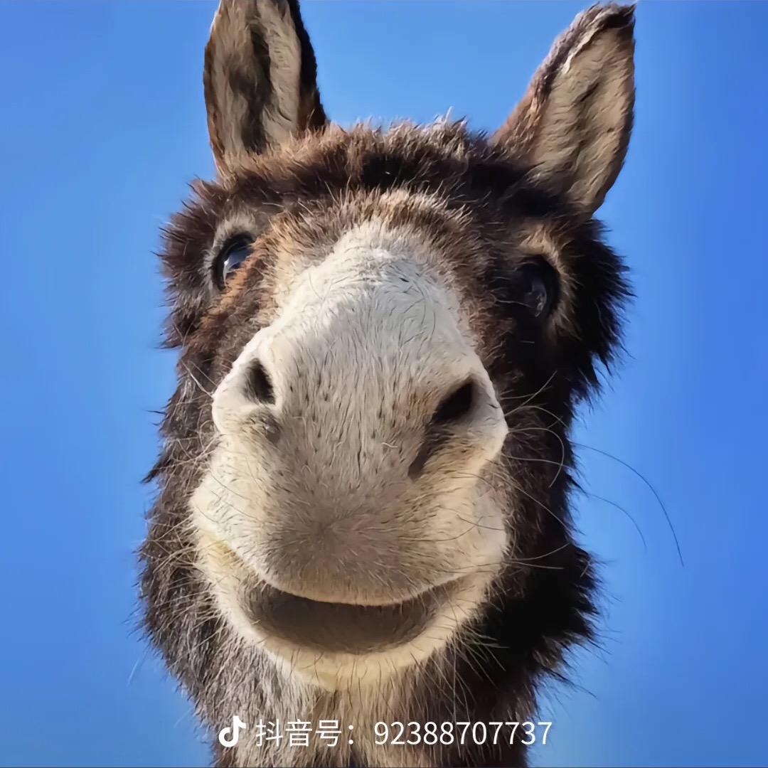 榴莲味的臭宝～苏大雄