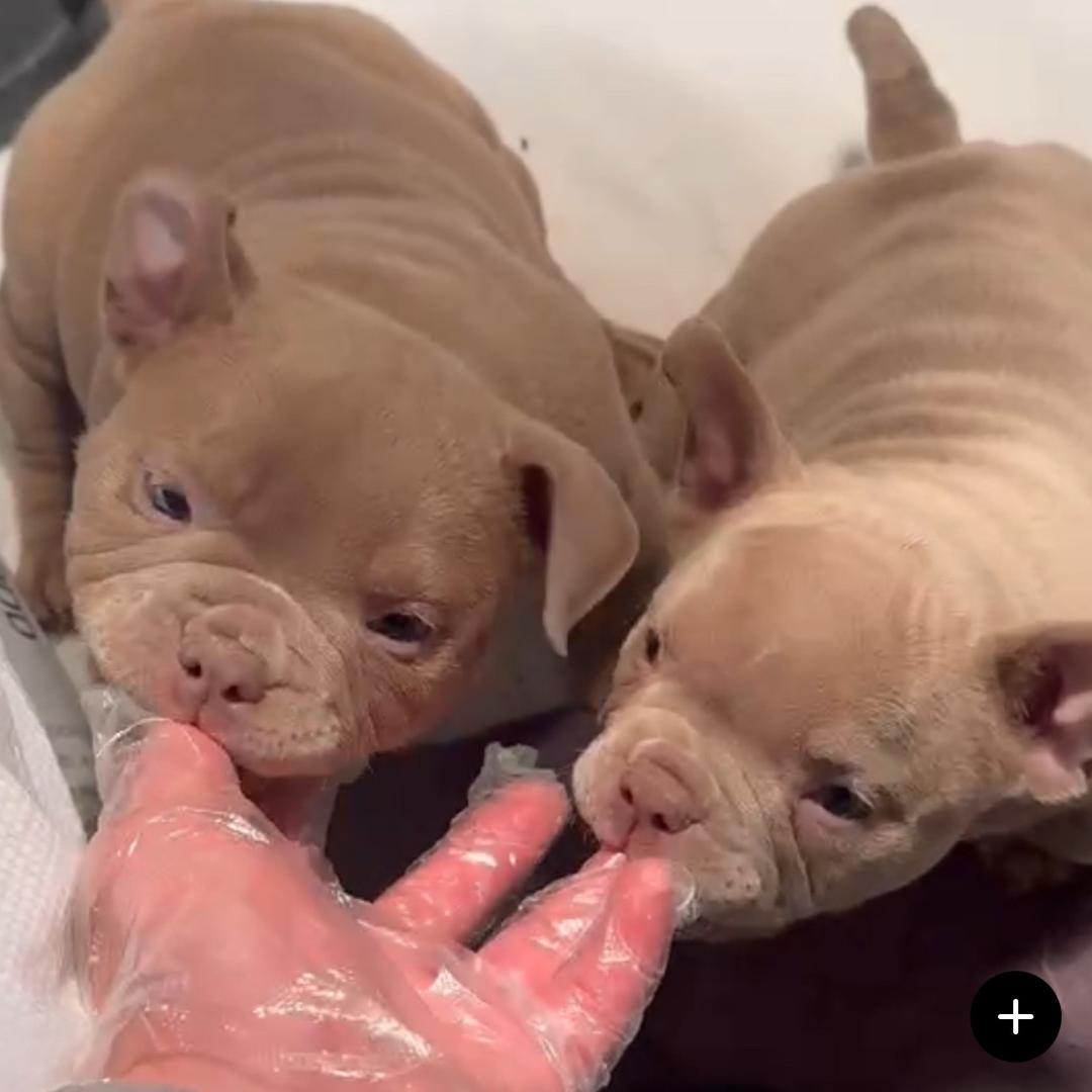极星的萌宠恶霸犬