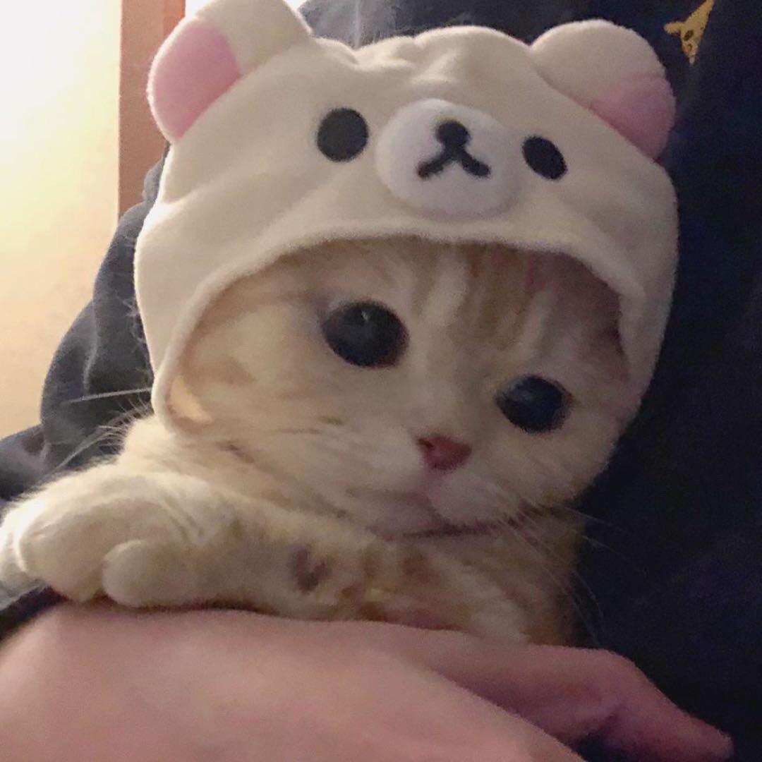 zz铭
