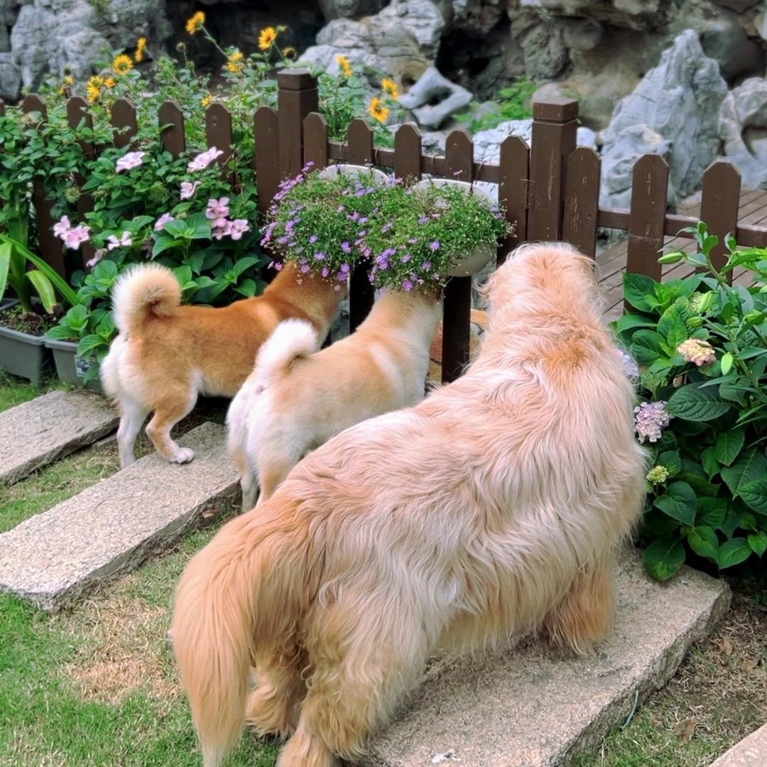 酸奶 小野和十一