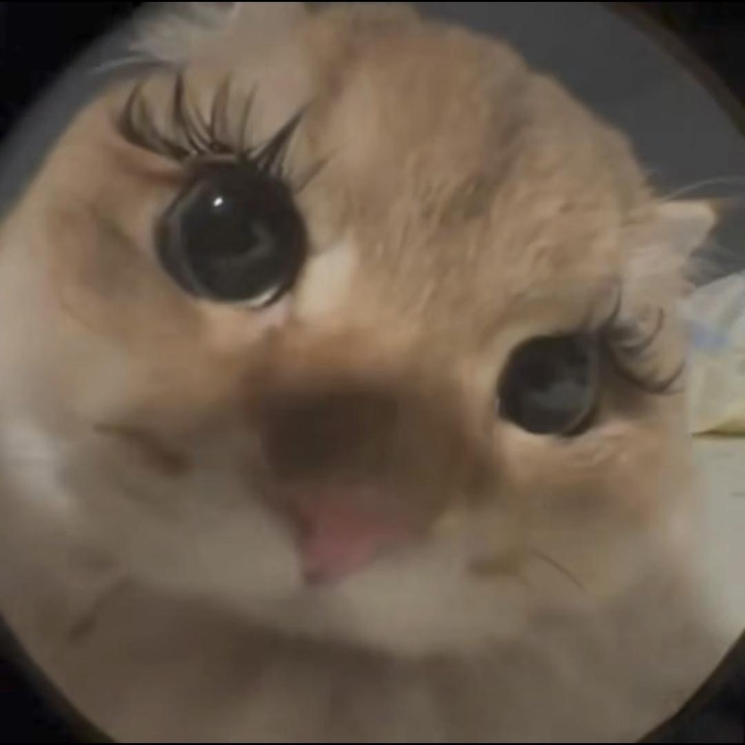 兜兜