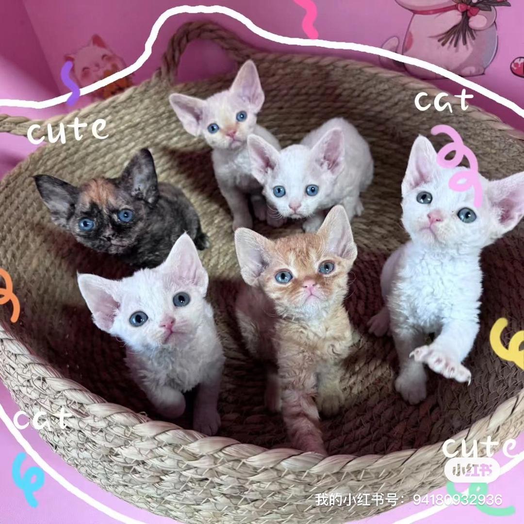 小胖家的德文猫舍