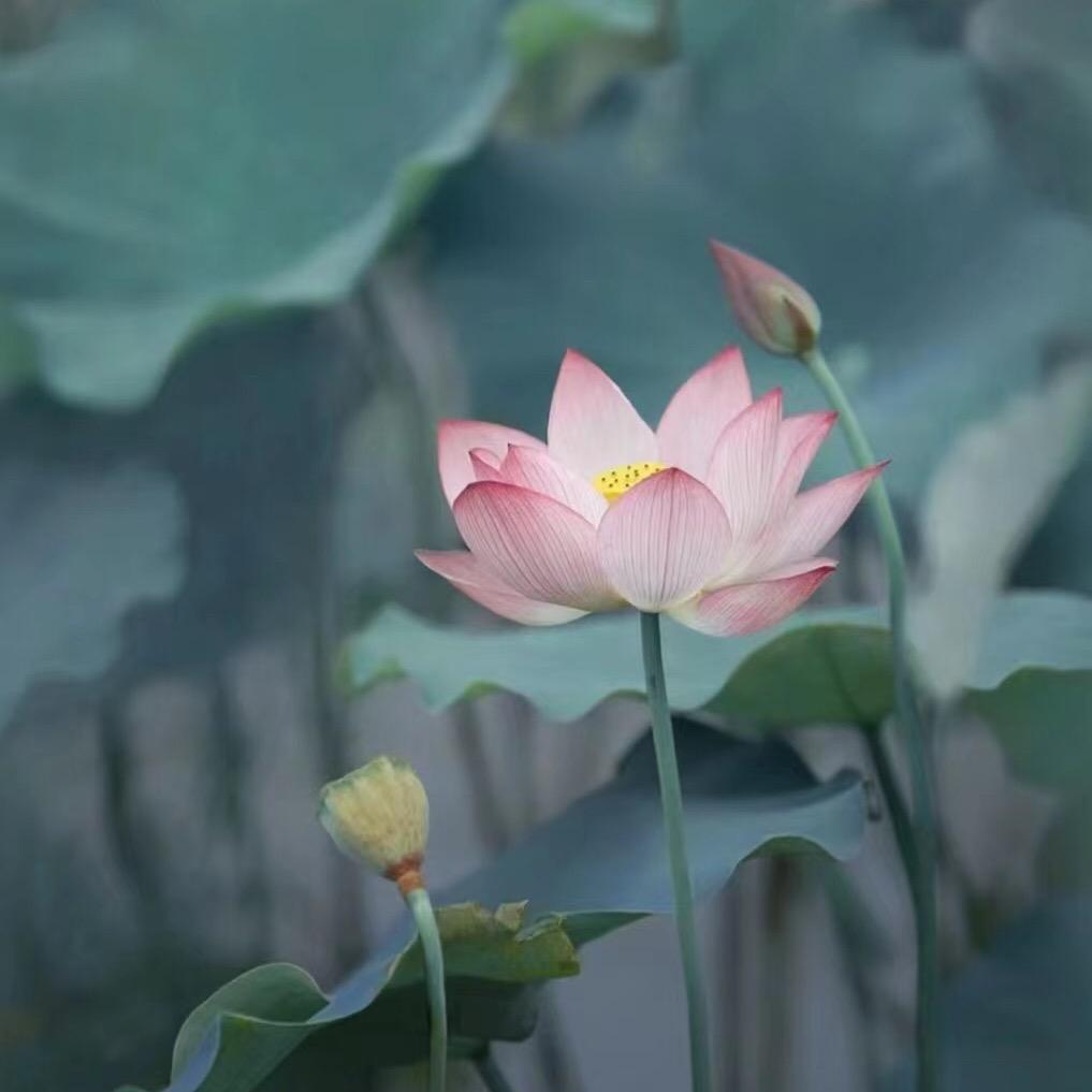 铜陵中高考全托马老师