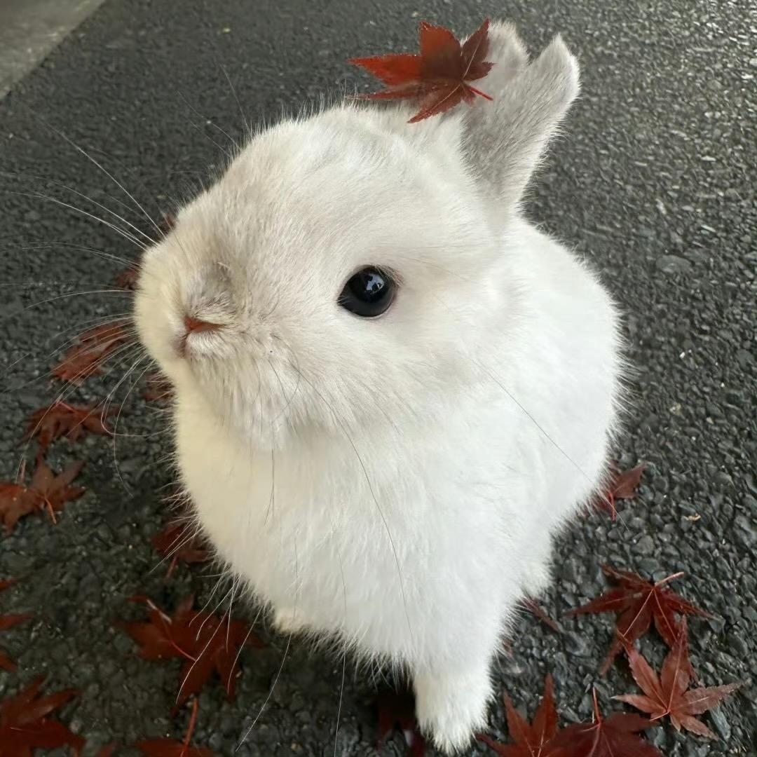 都是小猪变的