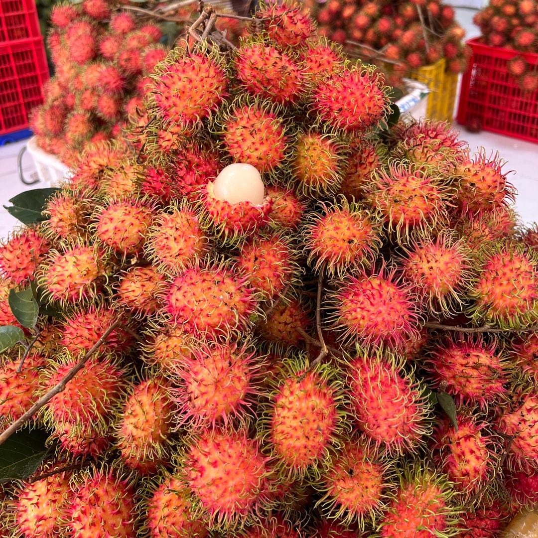 琼人果杰（红毛丹季）