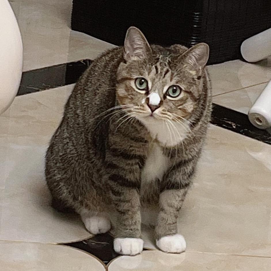 魔法狸花猫