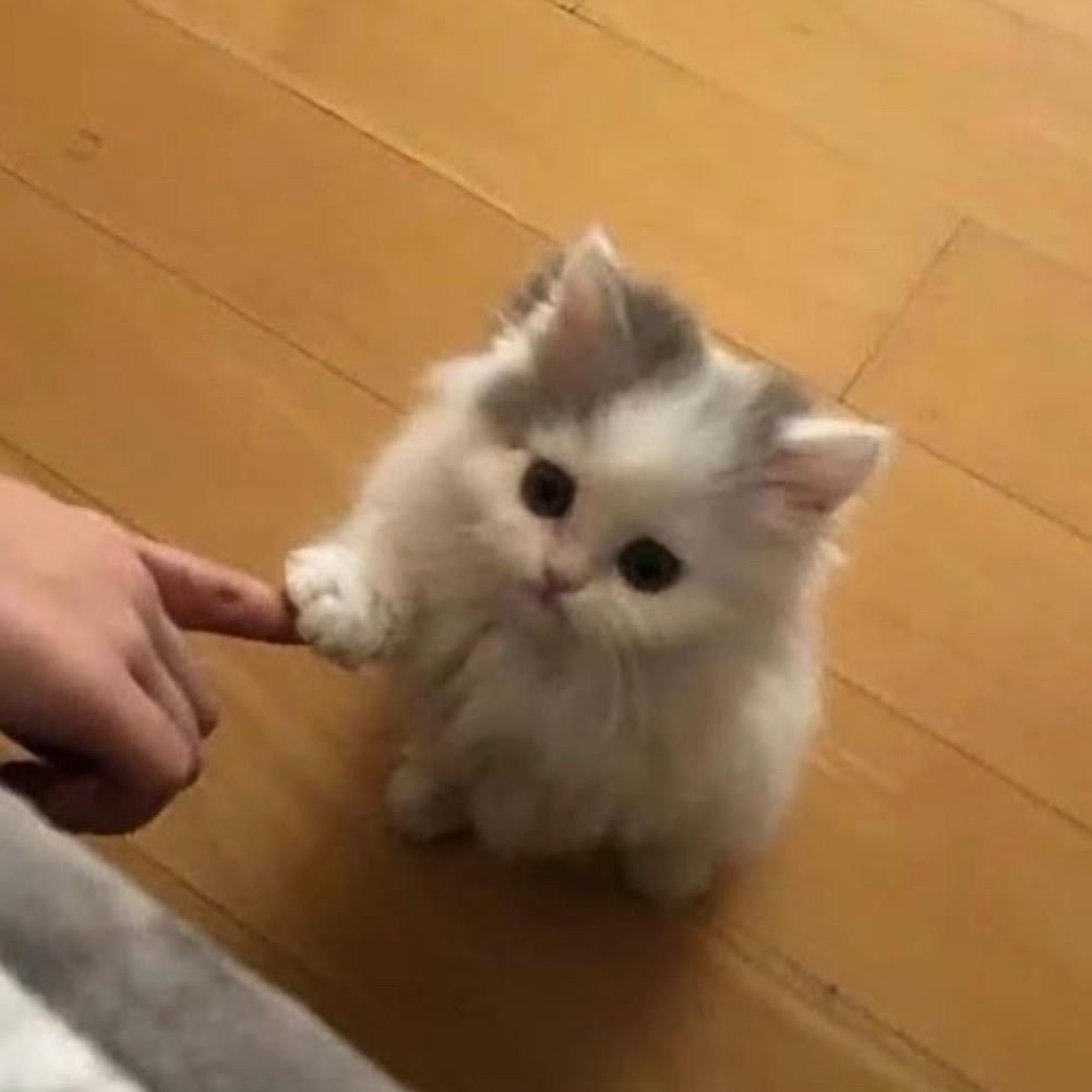 超级无敌至尊美女