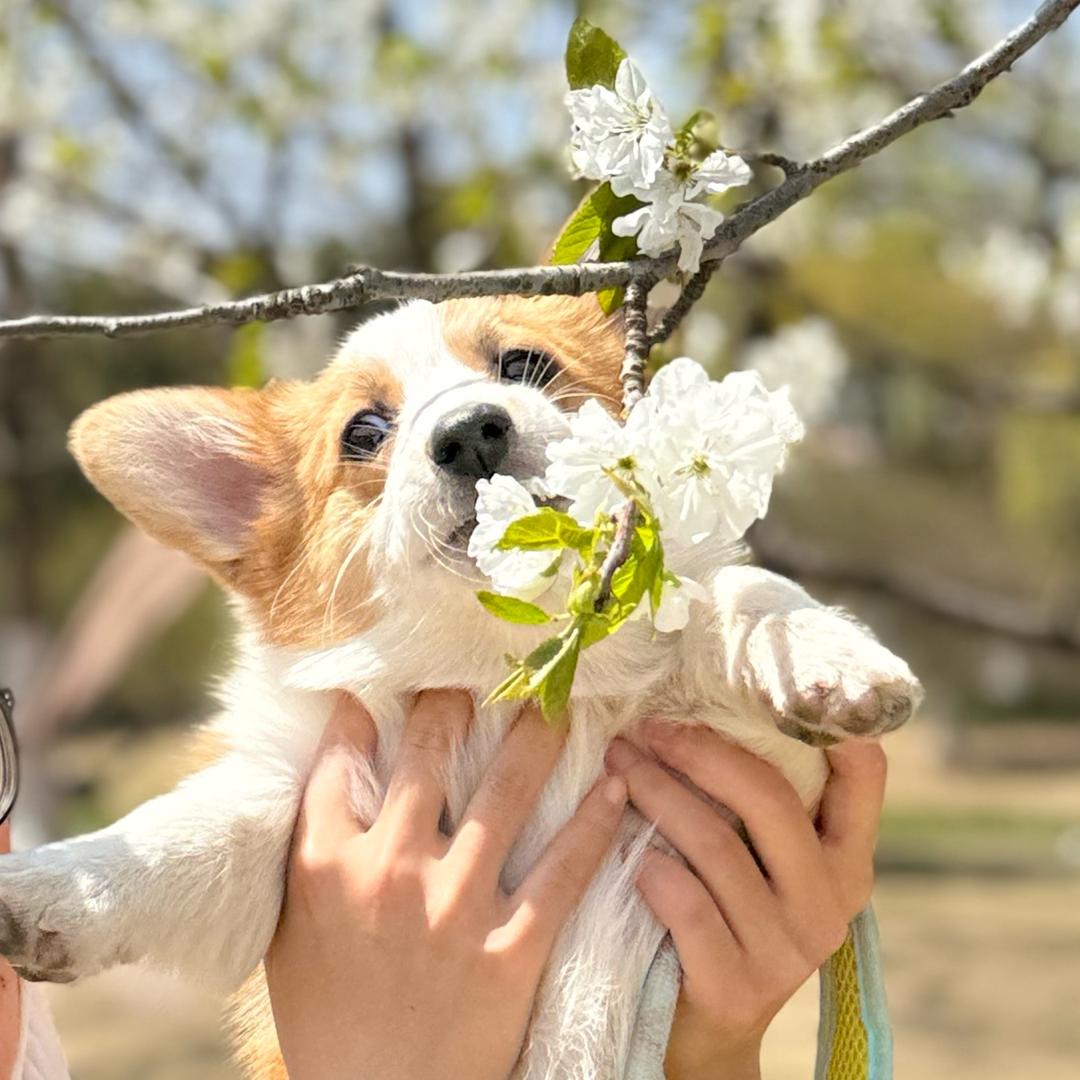 嘟嘟不是大吃货