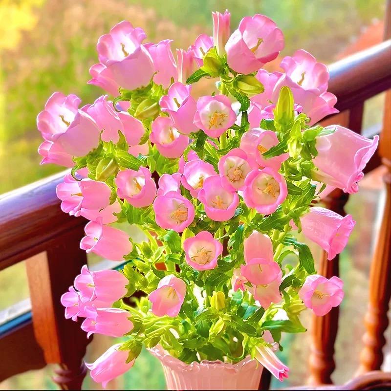 花飞舞种苗