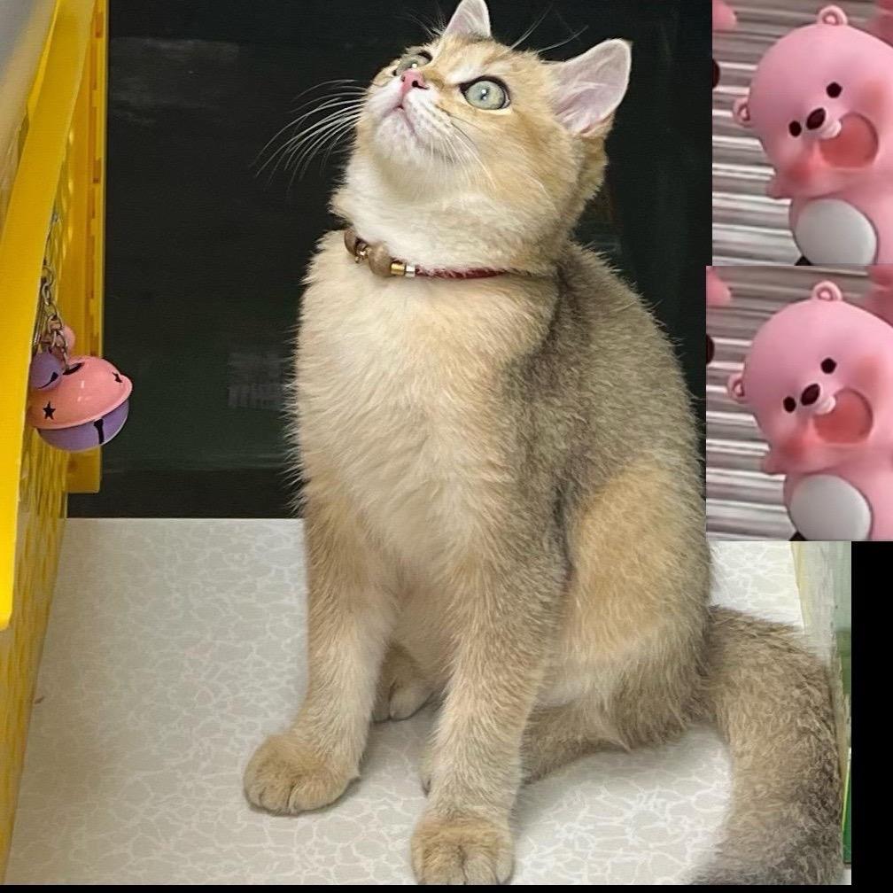 呆萌～可爱