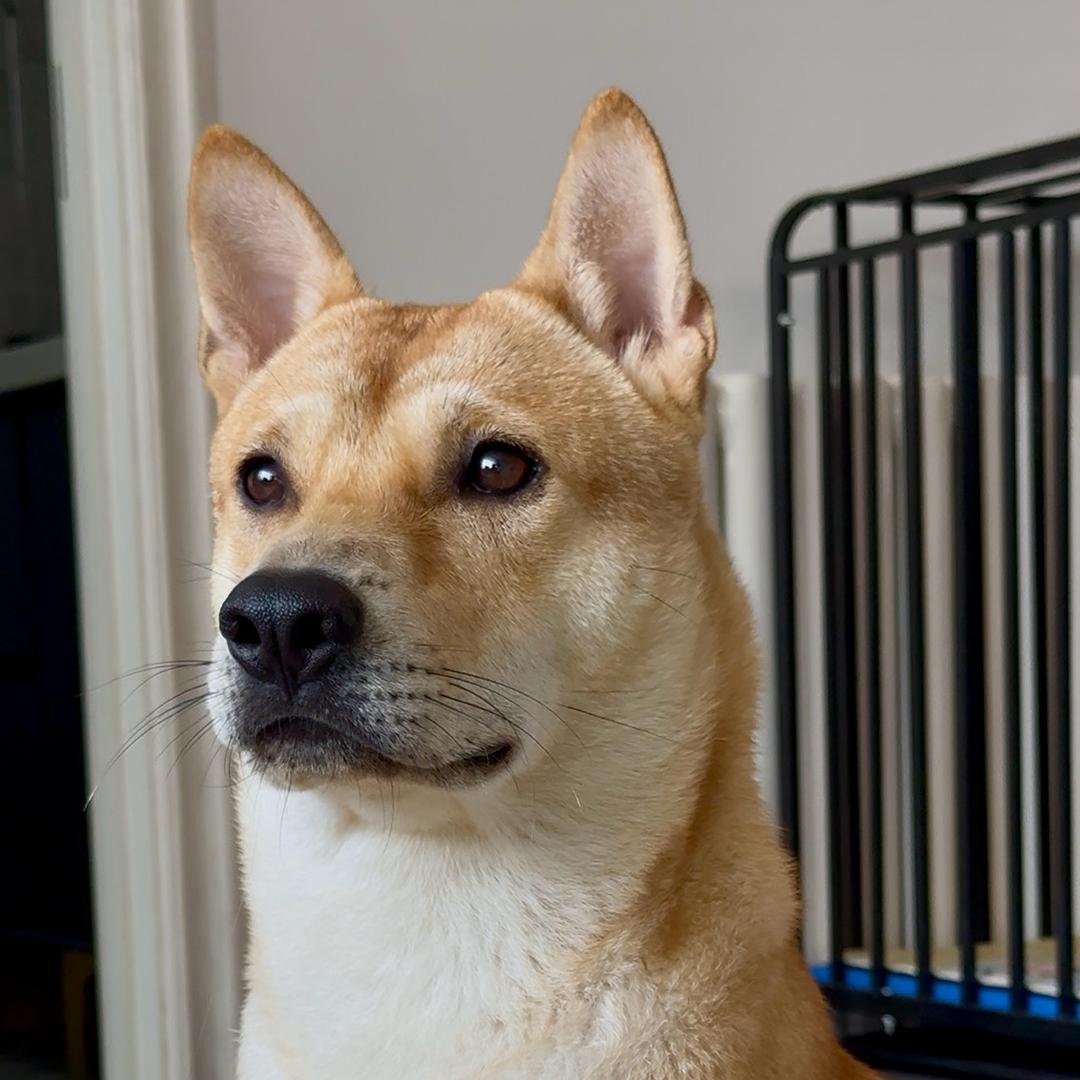 是贝尔啊🐕