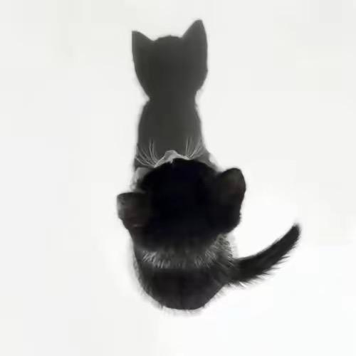 ᴢᴏᴏʙᴇᴢᴏᴏ