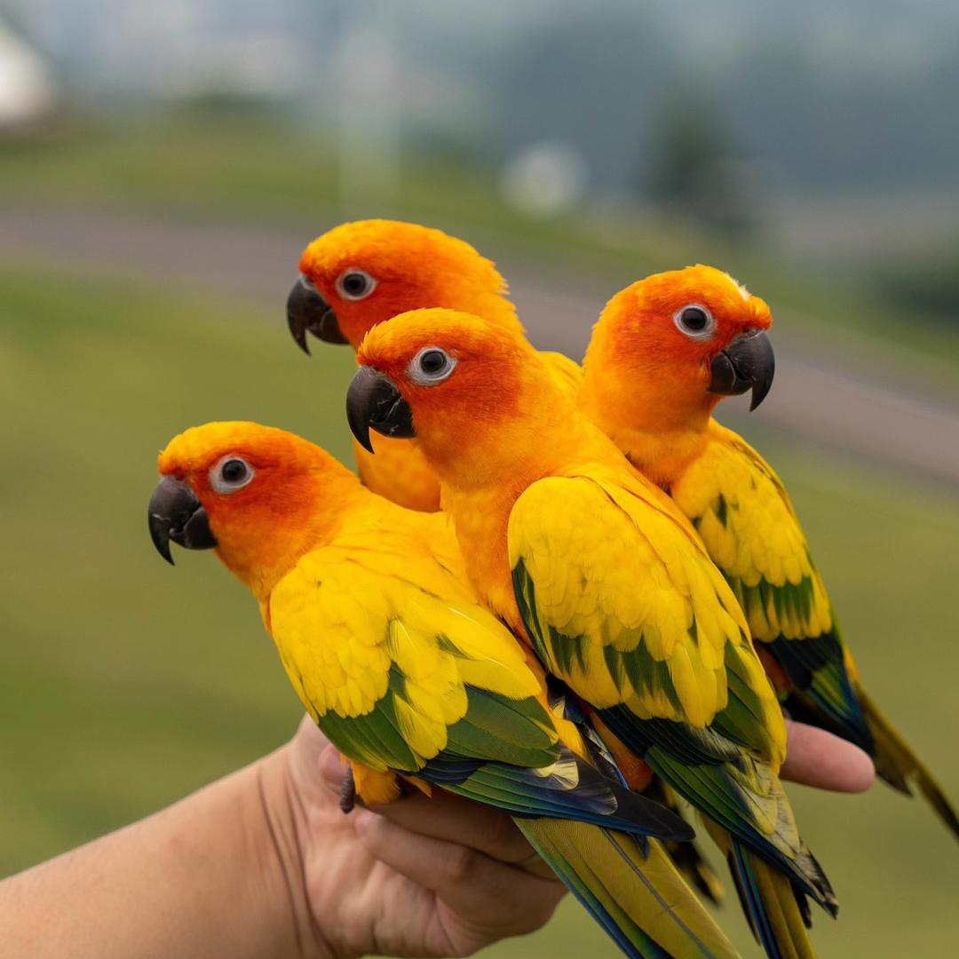 雀儿哥养鸟经验分享