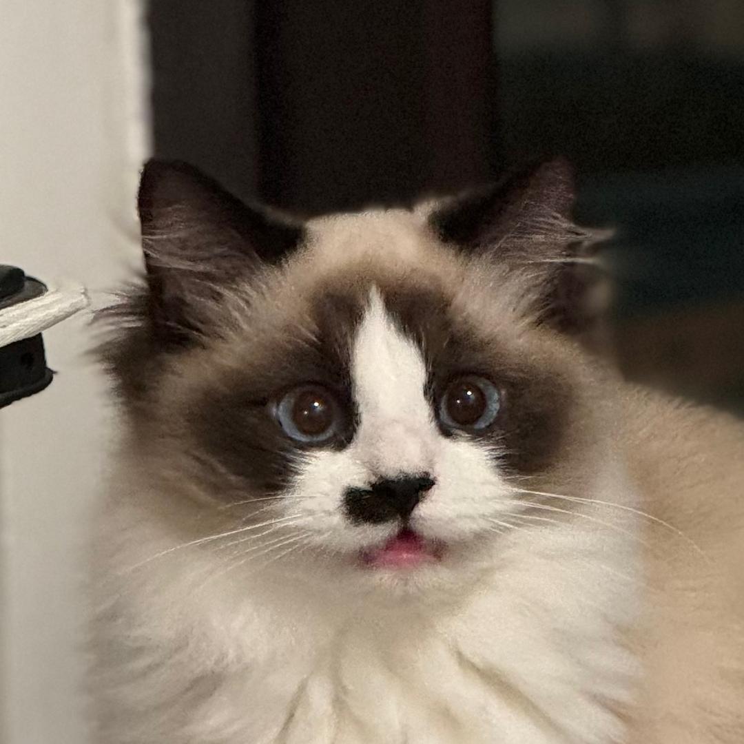 阿烽（金铲铲之战）