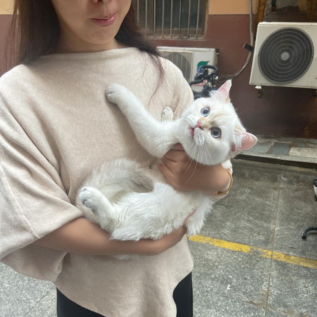 小猫多多