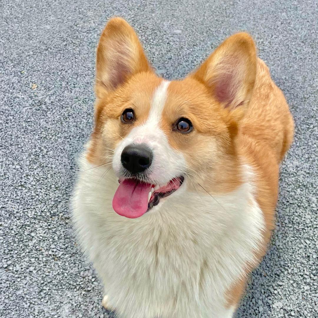 发财是个小短腿