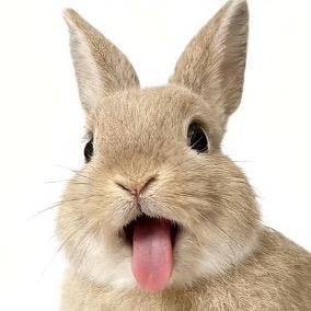 大醋兔子（没腹肌版）