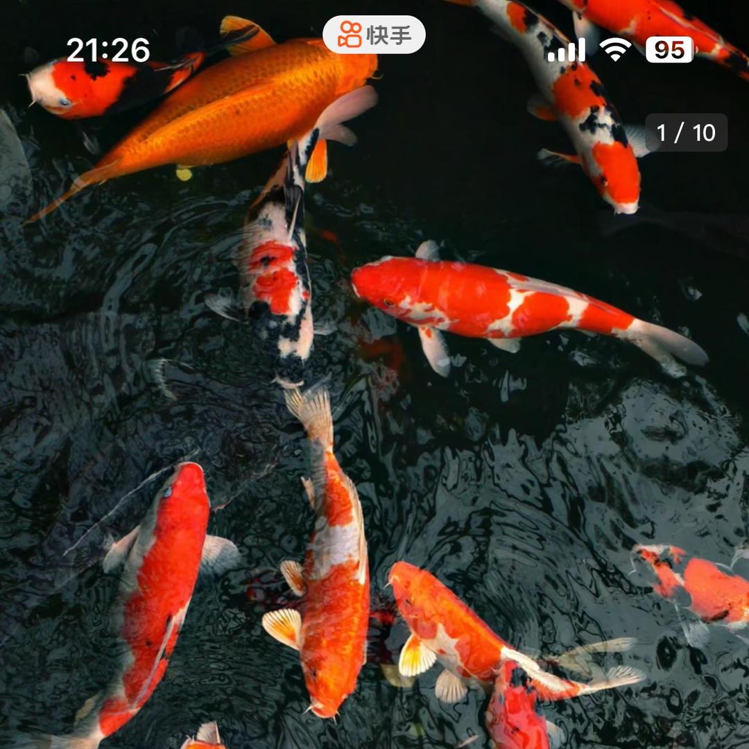 灪龗錦鯉