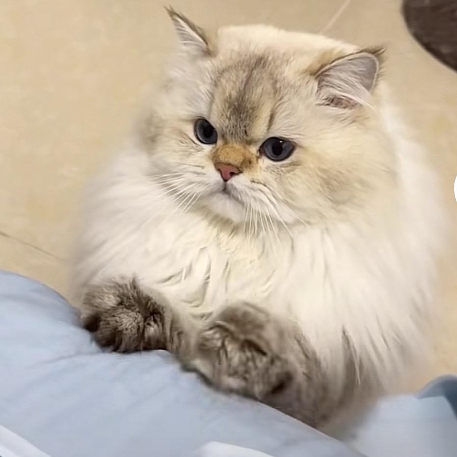 小茴香适量