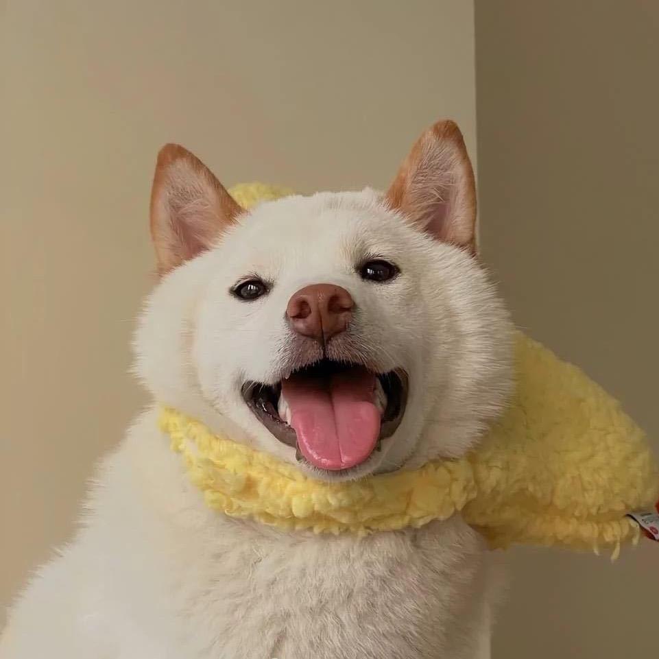 不是lulu