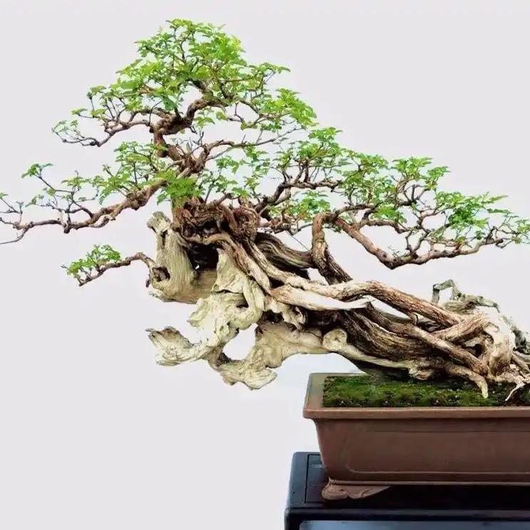 英杰盆景园艺的头像