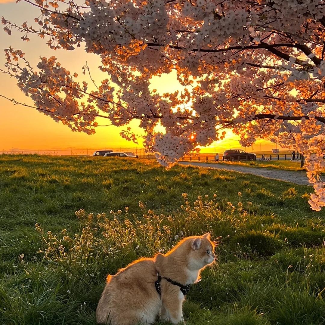 梦里梦到醒不来的梦