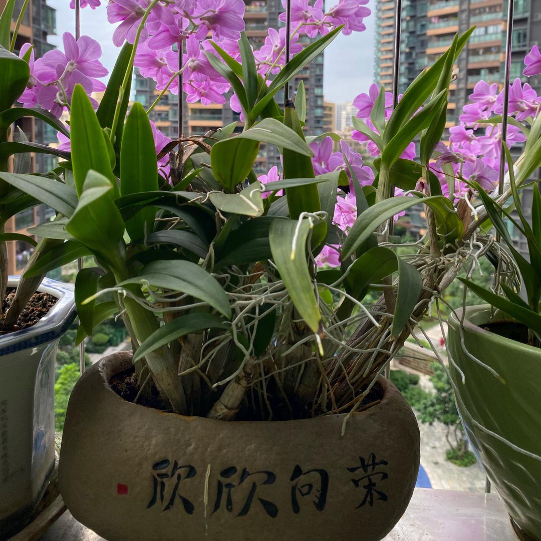 草乙
