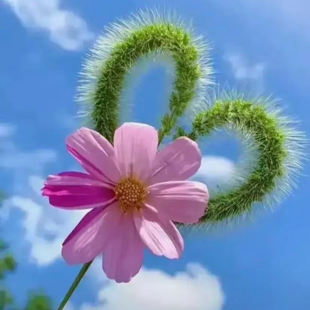 莎莎的厨房日记（努力涨粉版）