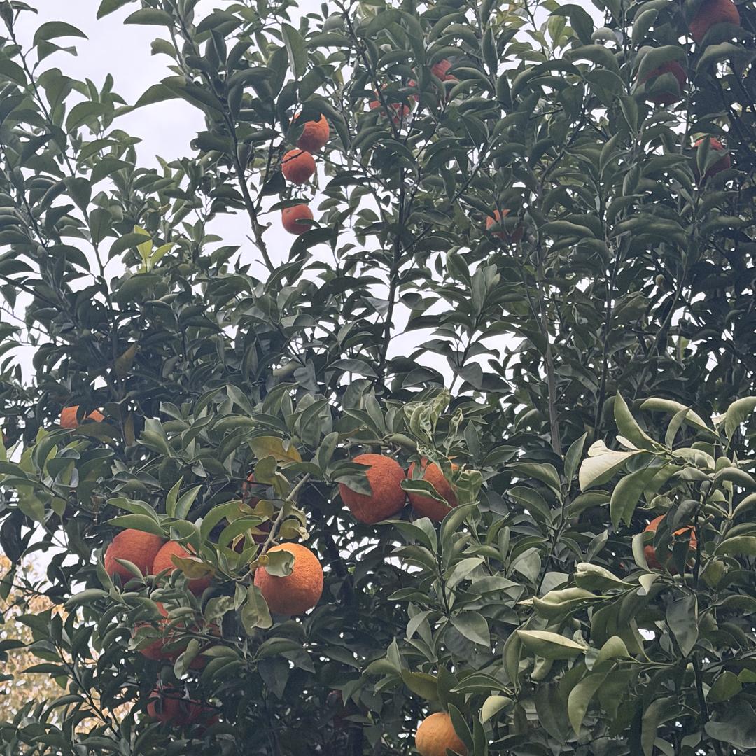 波晚李鼎优品小铺