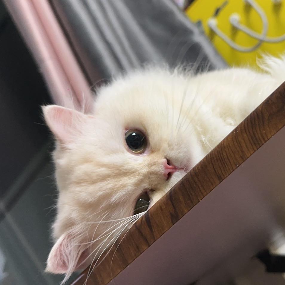 虫虫崽崽和可乐