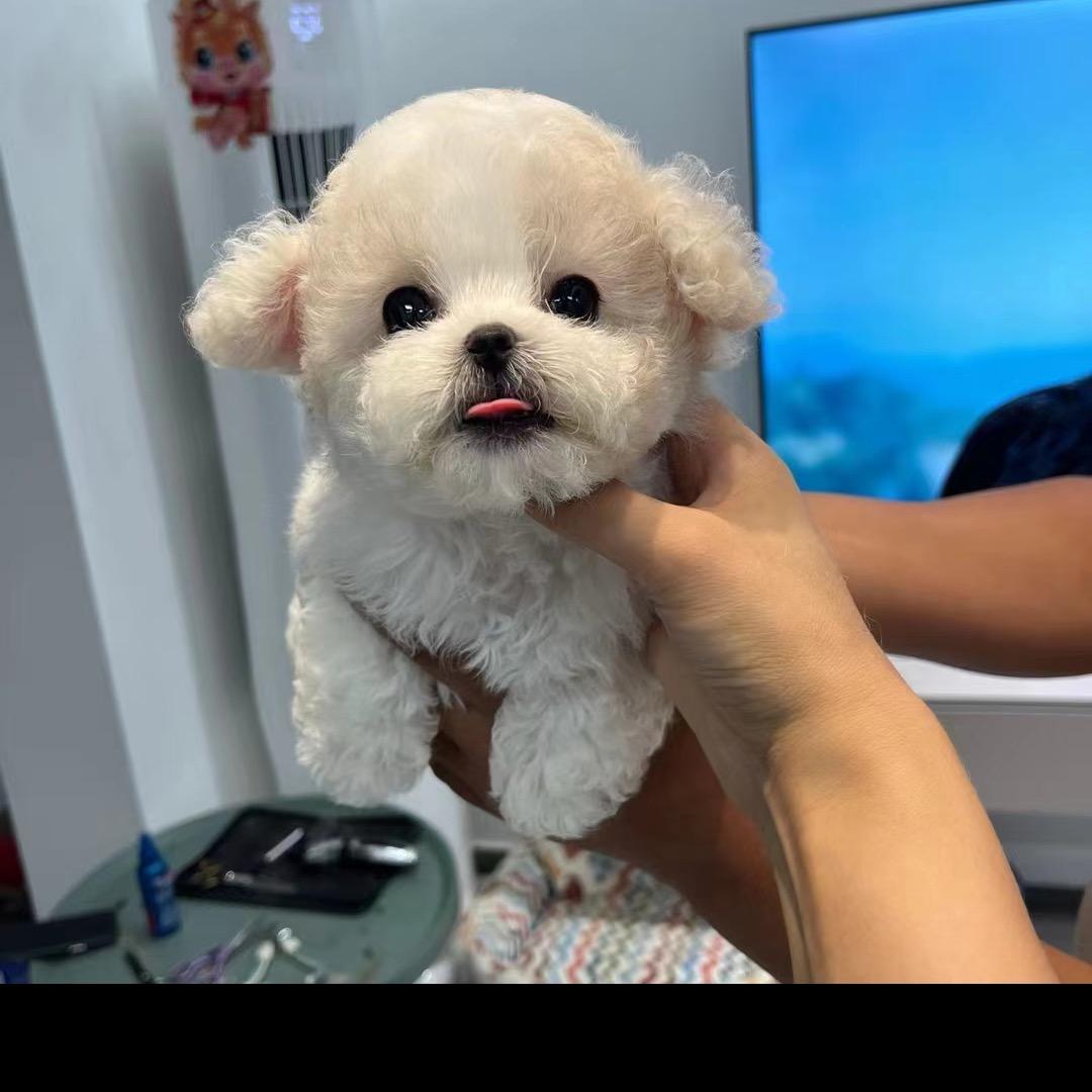 CBW「韩系小体比熊」5