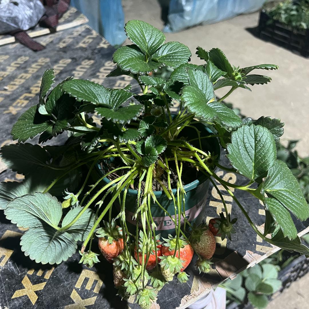 柏仟璟蔬菜苗木