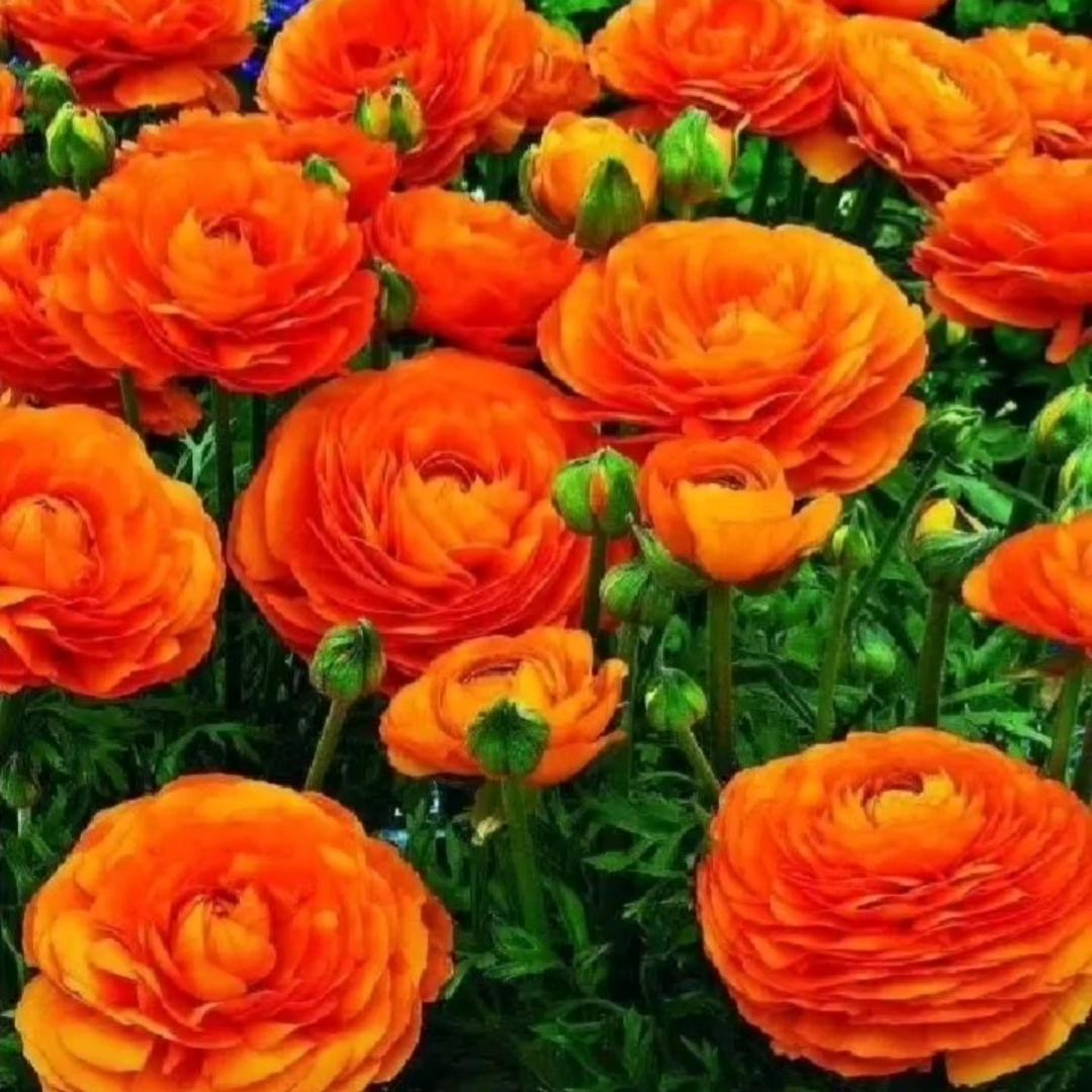 幸福像花儿一样