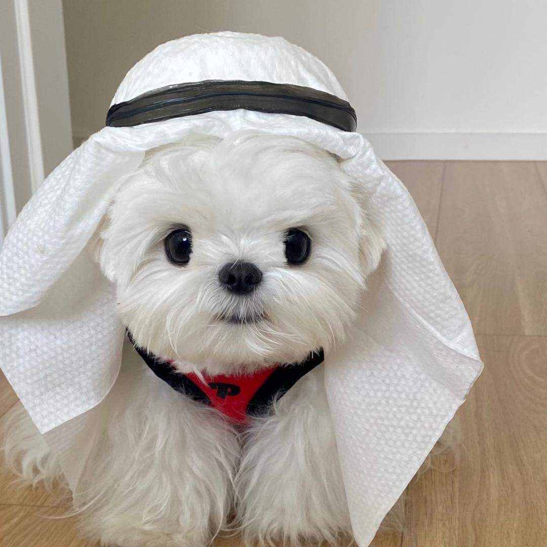 上海宠物市场（不回私信购宠打主页电话）