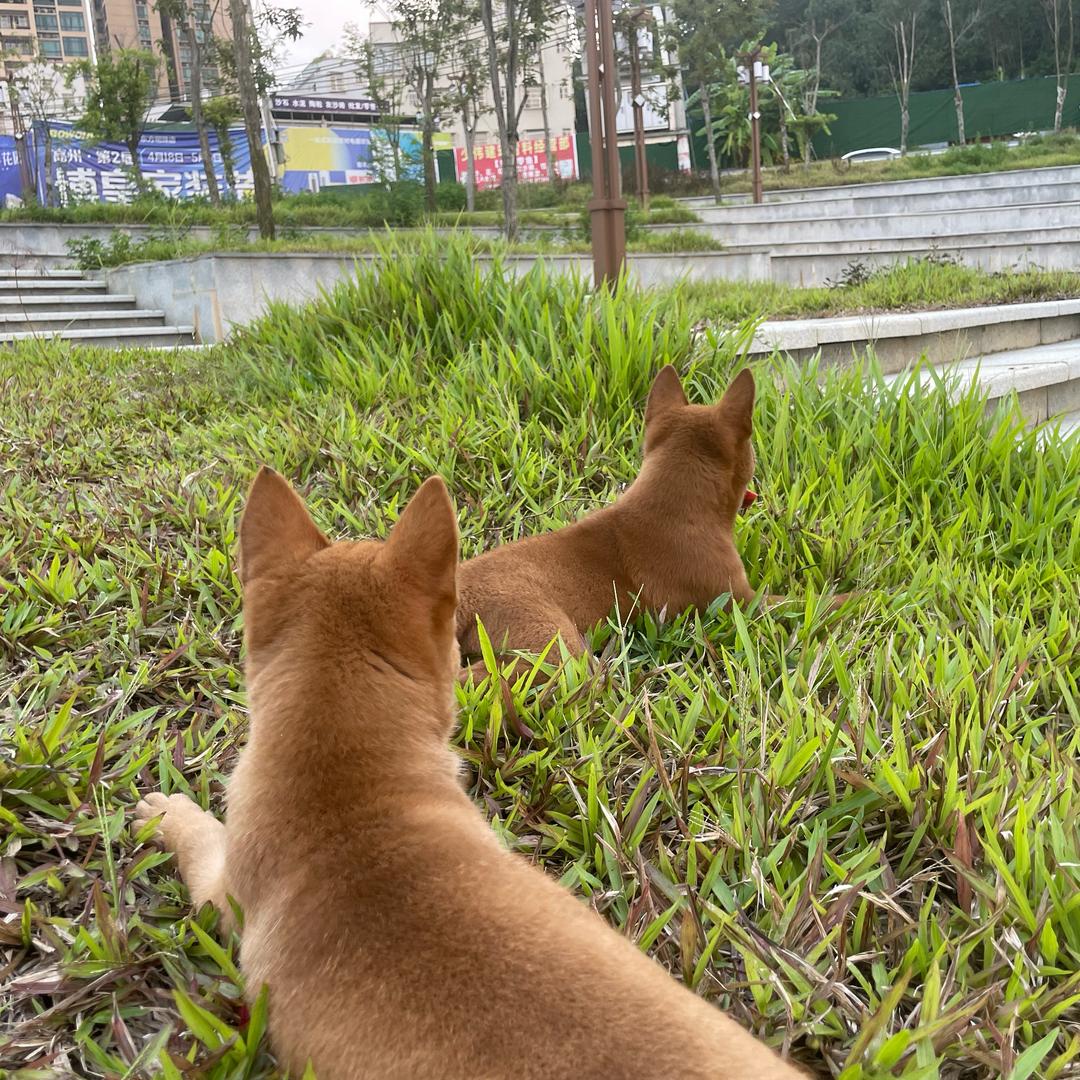 小田园之家🐕