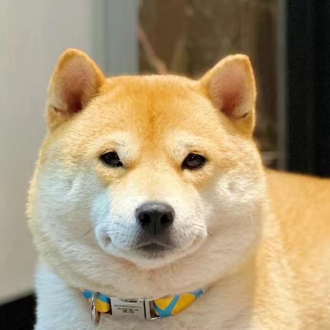 柴犬蛋卷