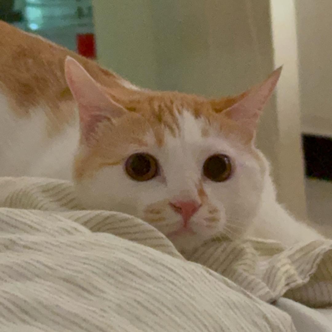 猫猫皮珍珠小店