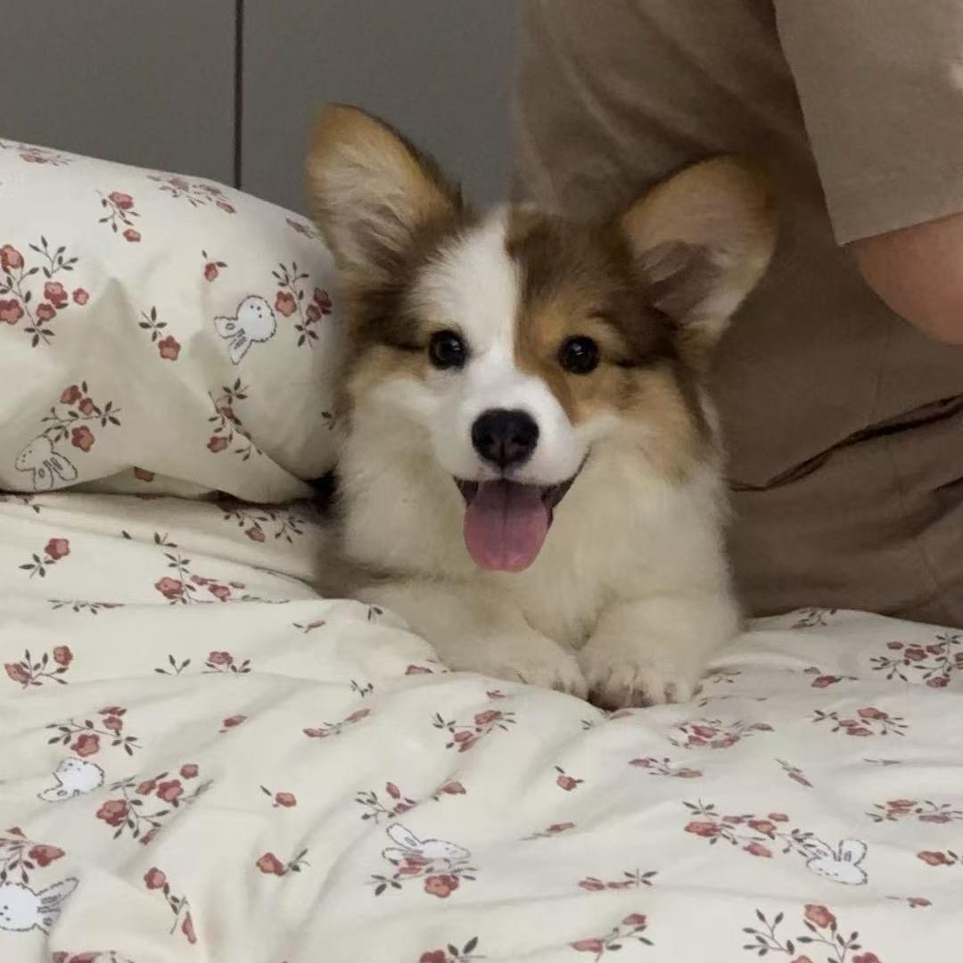 季延