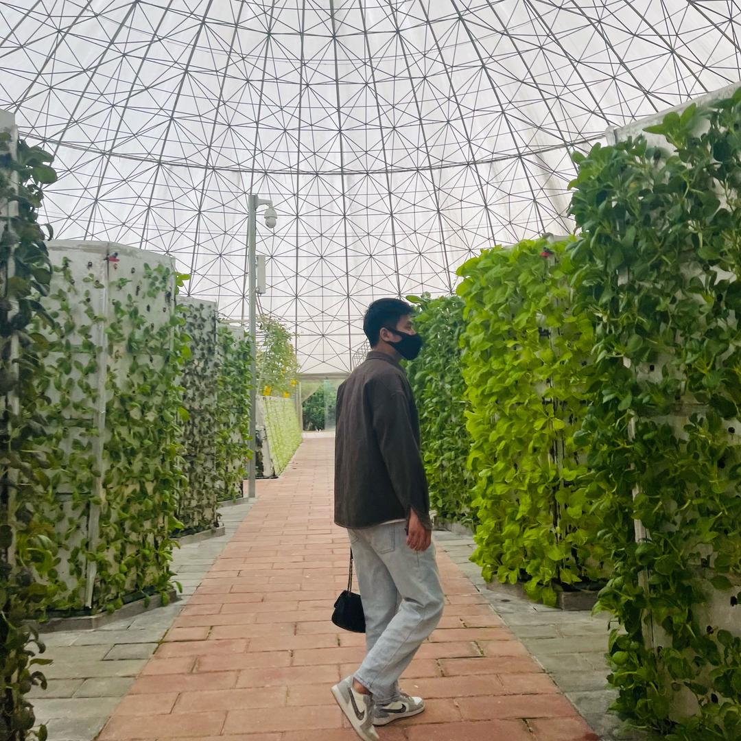 小枫三角梅园艺