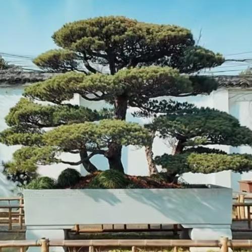 秋沐园艺
