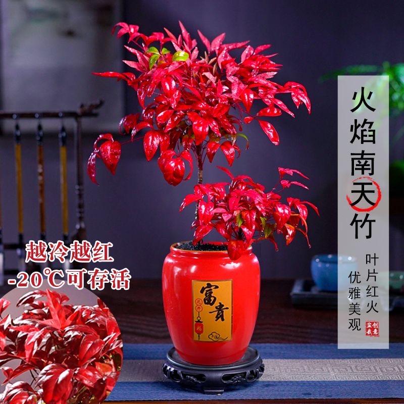 咪卟箐箐果树苗木专卖店授权