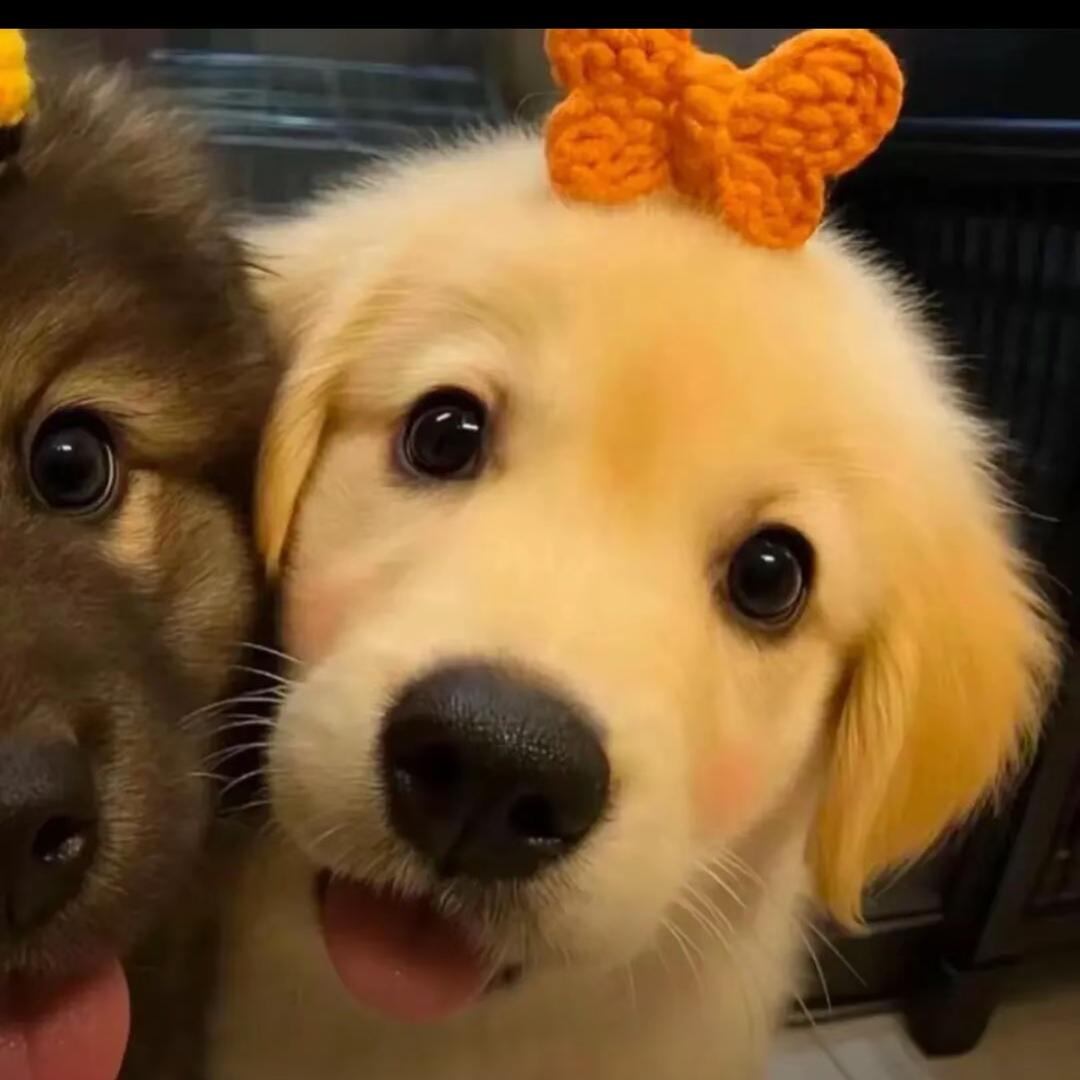 王鹤棣绯闻女友